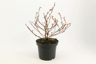 Blaasspirea Physocarpus opulifolius 'Diabolo' struik 40-60 C3 Physocarpus opulifolius 'Diabolo' struik 40-60 cm