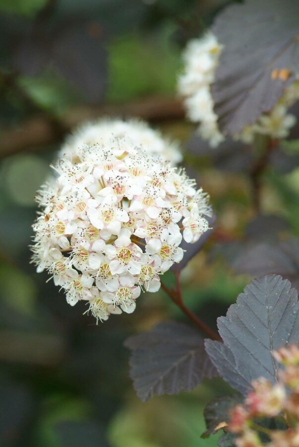 Blaasspirea Physocarpus opulifolius 'Diabolo' struik 40-60 C3 Physocarpus opulifolius 'Diabolo' struik 40-60 cm
