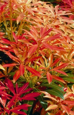 Lavendelheide Pieris 'Forest Flame' Pot Pieris 'Forest Flame' struik