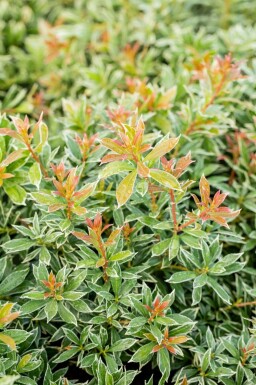 Pieris japonica 'Little Heath'