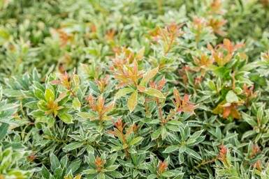 Pieris japonica 'Little Heath'