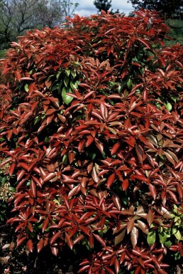 Lavendelheide Pieris Japonica 'Mountain Fire' Pot Pieris japonica 'Mountain Fire' struik