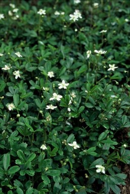 Ganzerik Potentilla tridentata 'Nuuk' Pot Potentilla tridentata 'Nuuk'