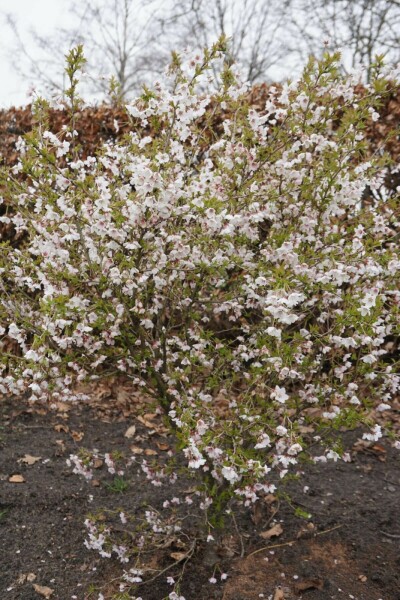 Prunus incisa 'Kojou No Mai' C7,5 40-50