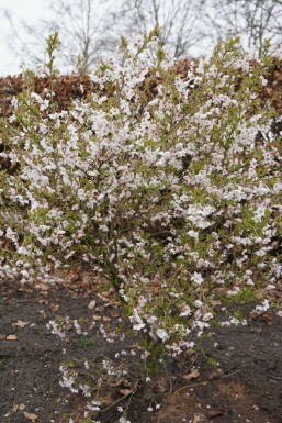 Chinese dwergsierkers Prunus incisa 'Kojou No Mai' Pot Prunus incisa 'Kojou No Mai'