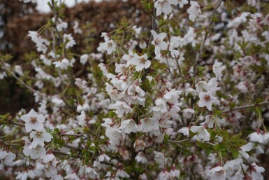 Chinese dwergsierkers Prunus incisa 'Kojou No Mai' Pot Prunus incisa 'Kojou No Mai'