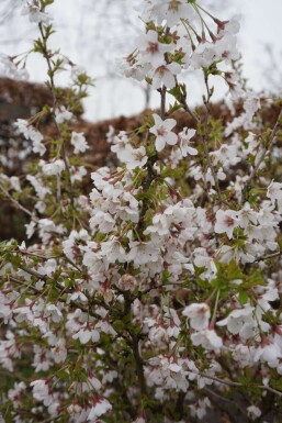 Prunus incisa 'Kojou No Mai' C7,5 40-50