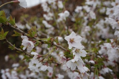 Prunus incisa 'Kojou No Mai' C7,5 40-50