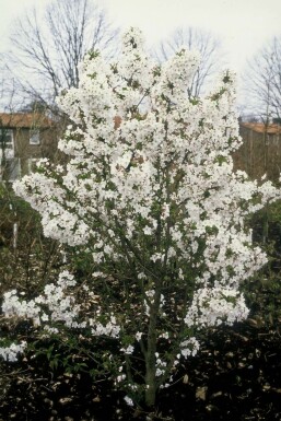 Sierkers Prunus nipponica 'Brillant' Pot Prunus nipponica 'Brillant' struik