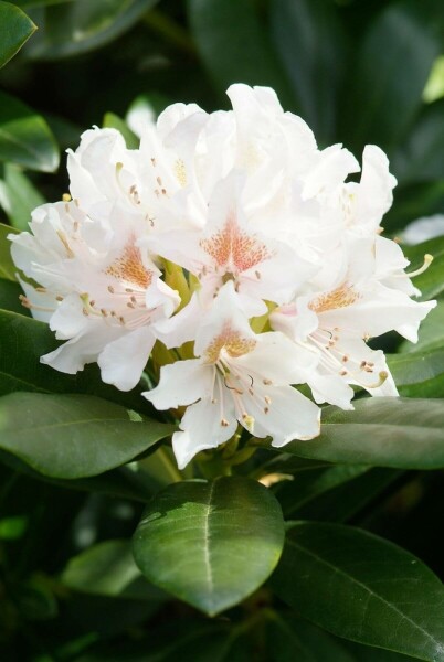 Rhododendron 'Cunningham's White' C5 40-50