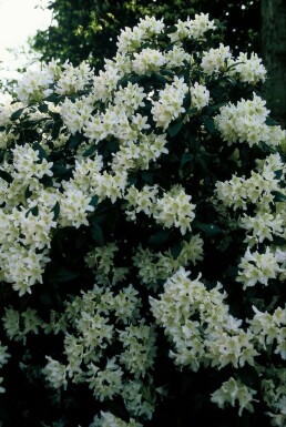 Rhododendron Rhododendron 'Cunningham's White' Pot Rhododendron 'Cunningham's White'