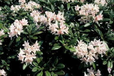 Rhododendron 'Cunningham's White' C5 40-50