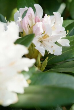 Rhododendron 'Cunningham's White' C5 40-50