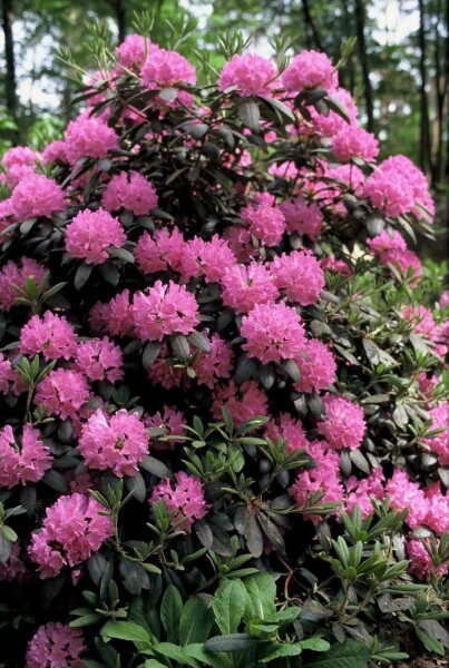 Rhododendron 'Roseum Elegans' C5 30-40