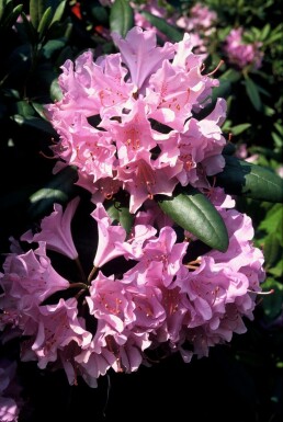 Rhododendron Rhododendron 'Roseum Elegans' Pot Rhododendron 'Roseum Elegans'