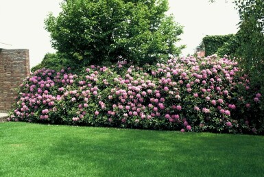 Rhododendron 'Roseum Elegans' C5 30-40