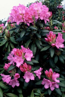 Rhododendron 'Roseum Elegans' C5 30-40