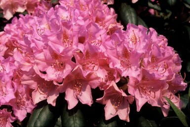 Rhododendron 'Roseum Elegans' C5 30-40