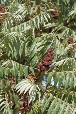 Fluweelboom Rhus typhina 'Dissecta' Pot Rhus typhina 'Dissecta'