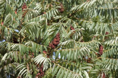Fluweelboom Rhus typhina 'Dissecta' Pot Rhus typhina 'Dissecta'