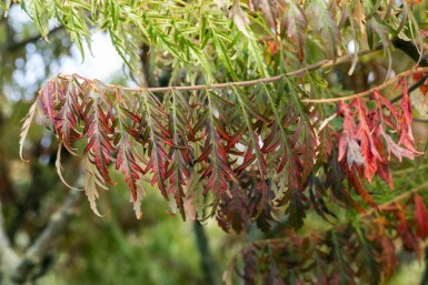Goudbladige Fluweelboom Rhus typhina 'Tiger Eyes' Pot Rhus typhina 'Tiger Eyes'