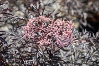 Sambucus nigra 'Black Lace'