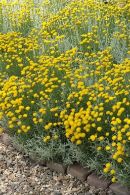 Heiligenbloem Santolina chamaecyparissus Pot Santolina chamaecyparissus
