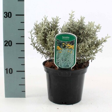 Heiligenbloem Santolina chamaecyparissus Pot Santolina chamaecyparissus
