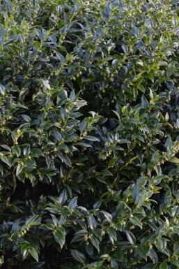 Sarcococca confusa