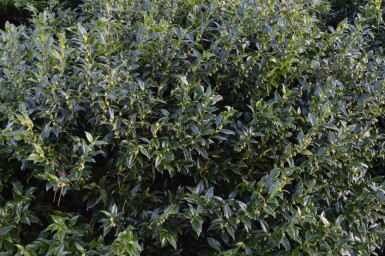 Sarcococca confusa