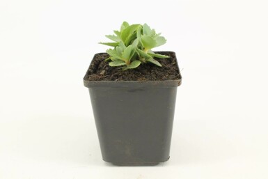 Vetkruid Sedum 'Herbstfreude' Pot Sedum 'Herbstfreude'