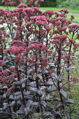 Vetkruid Sedum 'Purple Emperor' Pot Sedum 'Purple Emperor'