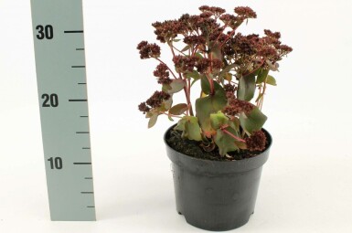 Vetkruid Sedum 'Purple Emperor' Pot Sedum 'Purple Emperor'