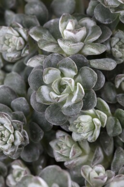 Vetkruid Sedum spathulifolium 'Cape Blanco' Pot Sedum spathulifolium 'Cape Blanco'