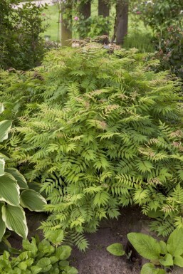 Lijsterbesspirea Sorbaria sorbifolia 'Sem' Pot Sorbaria sorbifolia 'Sem' struik