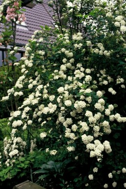 Spierstruik Spiraea vanhouttei Pot Spiraea vanhouttei struik