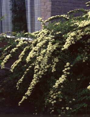 Spierstruik Spiraea vanhouttei Pot Spiraea vanhouttei struik