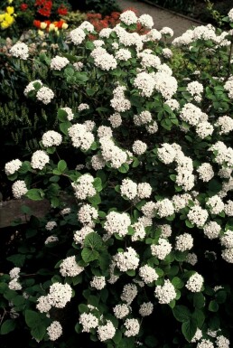 Sneeuwbal Viburnum carlesii Pot Viburnum carlesii struik
