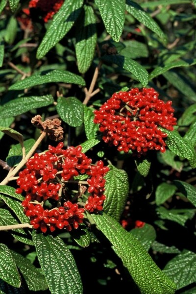 Viburnum rhytidophyllum struik 60-80 cm