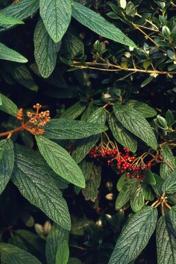 Viburnum rhytidophyllum struik 60-80 cm