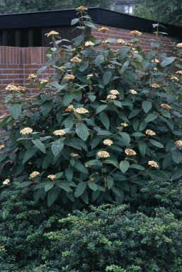 Viburnum rhytidophyllum struik 60-80 cm