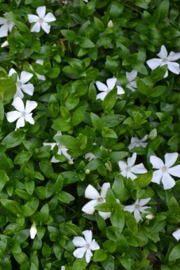 Kleinbladige maagdenpalm Vinca minor 'Gertrude Jekyll' Pot Vinca minor 'Gertrude Jekyll'