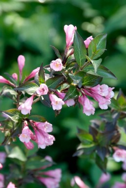 Weigela florida 'Foliis Purpureis' C3 20-30