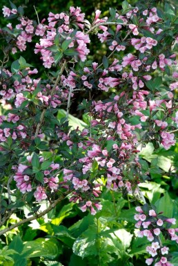Weigela florida 'Foliis Purpureis' C3 20-30