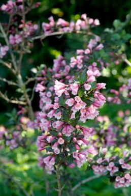 Weigela florida 'Foliis Purpureis' C3 20-30