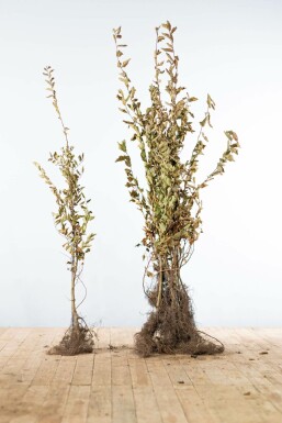 Beuk / Haagbeuk Carpinus Betulus Haag 100-125 Wortel Beuk / Haagbeuk Carpinus Betulus 100-125 cm