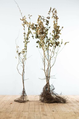 Beuk / Haagbeuk Carpinus Betulus Haag 125-150 Wortel Beuk / Haagbeuk Carpinus Betulus 125-150 cm