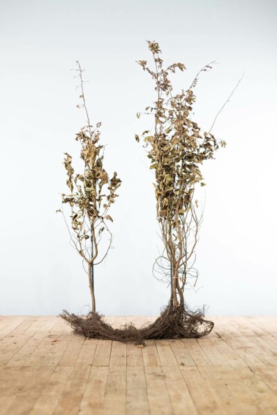 Beuk / Haagbeuk Carpinus Betulus 150-175 cm