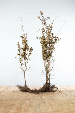 Beuk / Haagbeuk Carpinus Betulus Haag 150-175 Wortel Beuk / Haagbeuk Carpinus Betulus 150-175 cm