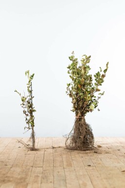 Beuk / Haagbeuk Carpinus Betulus 40-60 cm